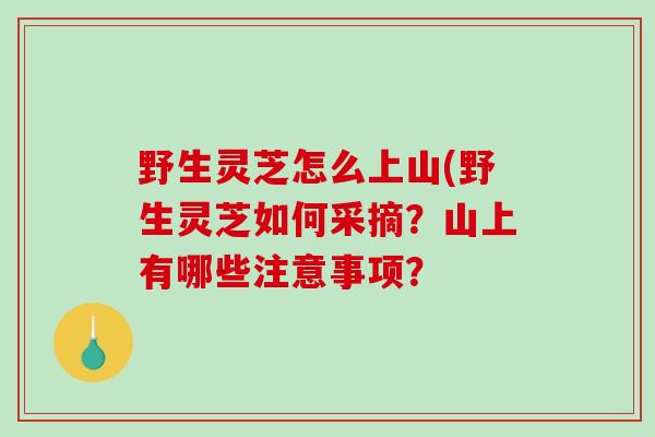 野生灵芝怎么上山(野生灵芝如何采摘？山上有哪些注意事项？