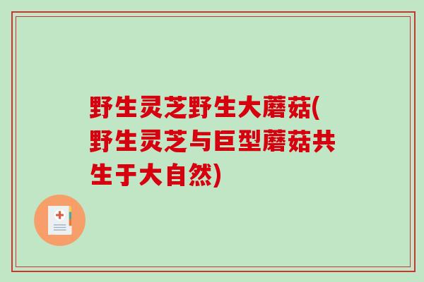 野生灵芝野生大蘑菇(野生灵芝与巨型蘑菇共生于大自然)