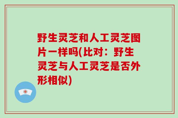 野生灵芝和人工灵芝图片一样吗(比对：野生灵芝与人工灵芝是否外形相似)