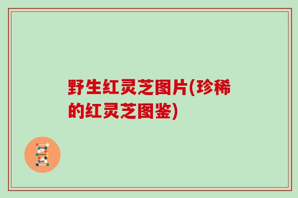 野生红灵芝图片(珍稀的红灵芝图鉴)
