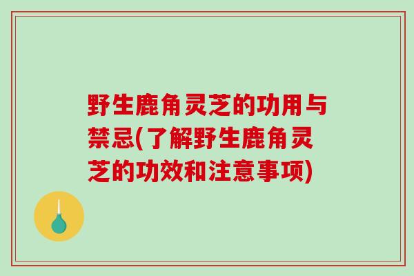 野生鹿角灵芝的功用与禁忌(了解野生鹿角灵芝的功效和注意事项)