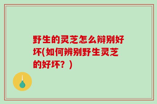野生的灵芝怎么辩别好坏(如何辨别野生灵芝的好坏？)