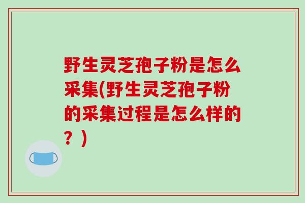 野生灵芝孢子粉是怎么采集(野生灵芝孢子粉的采集过程是怎么样的？)