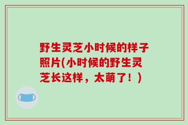 野生灵芝小时候的样子照片(小时候的野生灵芝长这样，太萌了！)