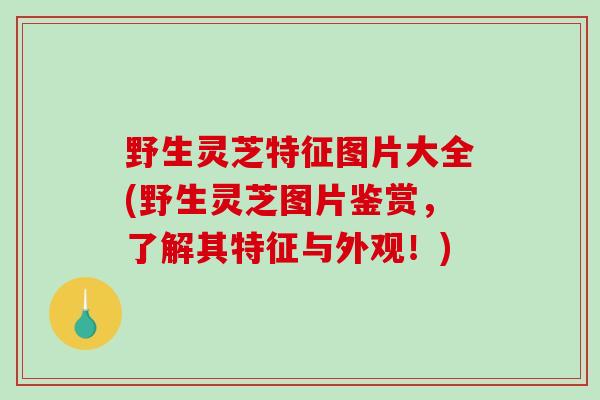 野生灵芝特征图片大全(野生灵芝图片鉴赏，了解其特征与外观！)
