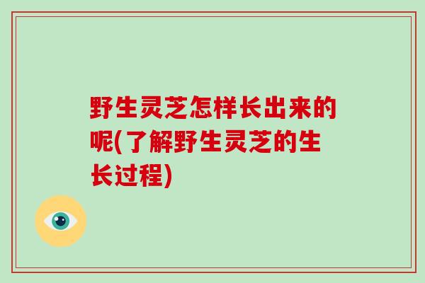 野生灵芝怎样长出来的呢(了解野生灵芝的生长过程)