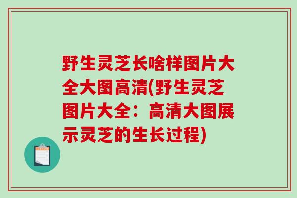 野生灵芝长啥样图片大全大图高清(野生灵芝图片大全:高清大图展示灵芝的生长过程) 野生灵芝长啥样图片大全大图高清(野生灵芝图片大全:高清大图展示灵芝的生长过程)