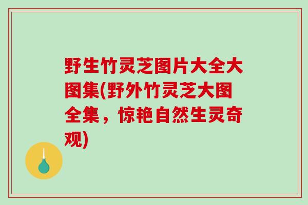 野生竹灵芝图片大全大图集(野外竹灵芝大图全集，惊艳自然生灵奇观)