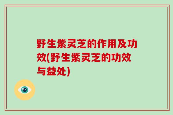 野生紫灵芝的作用及功效(野生紫灵芝的功效与益处)