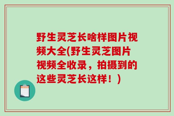 野生灵芝长啥样图片视频大全(野生灵芝图片视频全收录，拍摄到的这些灵芝长这样！)