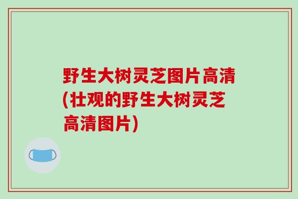 野生大树灵芝图片高清(壮观的野生大树灵芝高清图片)