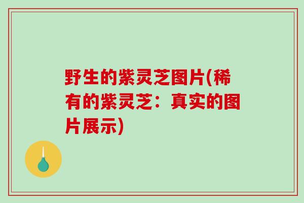 野生的紫灵芝图片(稀有的紫灵芝：真实的图片展示)