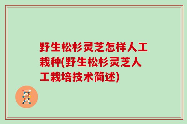 野生松杉灵芝怎样人工栽种(野生松杉灵芝人工栽培技术简述)