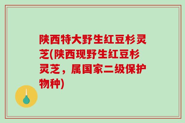 陕西特大野生红豆杉灵芝(陕西现野生红豆杉灵芝，属国家二级保护物种)