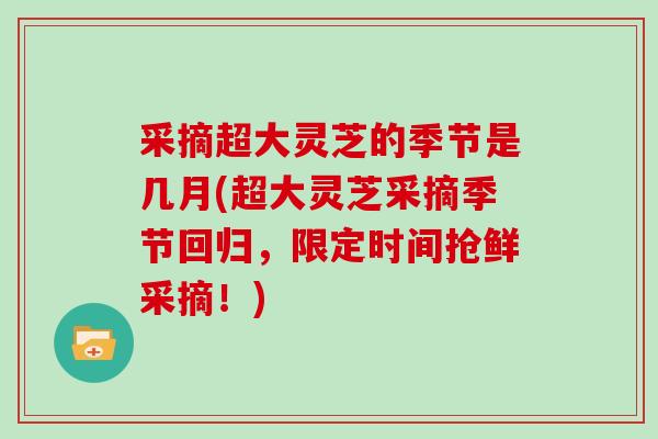 采摘超大灵芝的季节是几月(超大灵芝采摘季节回归，限定时间抢鲜采摘！)