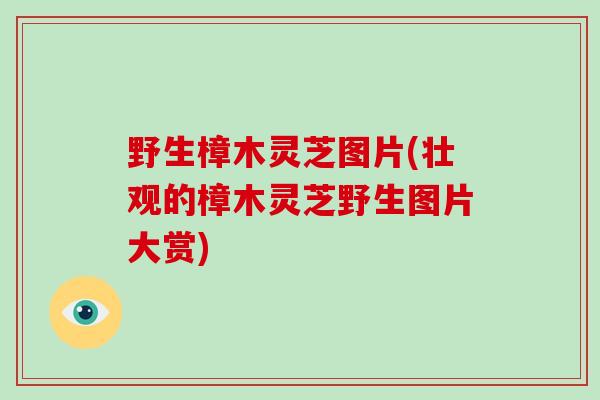 野生樟木灵芝图片(壮观的樟木灵芝野生图片大赏)