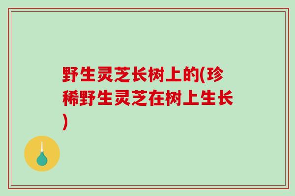 野生灵芝长树上的(珍稀野生灵芝在树上生长)