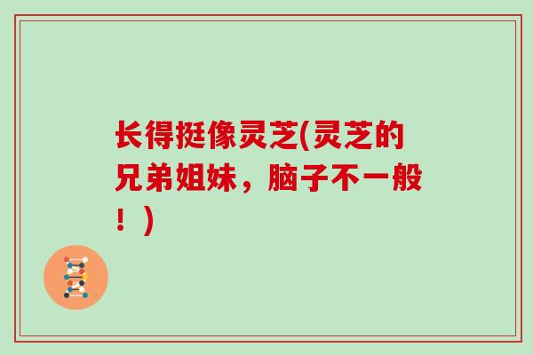 长得挺像灵芝(灵芝的兄弟姐妹，脑子不一般！)