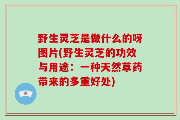 野生灵芝是做什么的呀图片(野生灵芝的功效与用途:一种天然草药带来的多重好处) 野生灵芝是做什么的呀图片(野生灵芝的功效与用途:一种天然草药带来的多重好处)