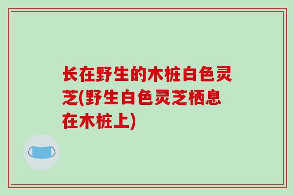 长在野生的木桩白色灵芝(野生白色灵芝栖息在木桩上)