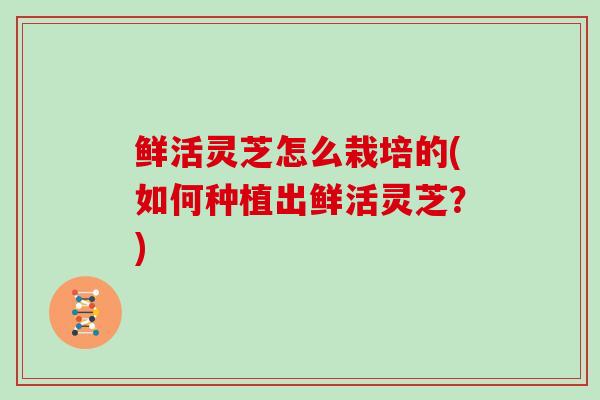 鲜活灵芝怎么栽培的(如何种植出鲜活灵芝？)