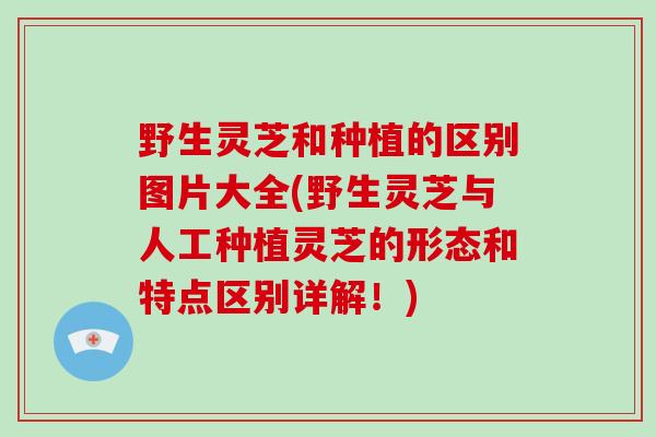 野生灵芝和种植的区别图片大全(野生灵芝与人工种植灵芝的形态和特点区别详解！)
