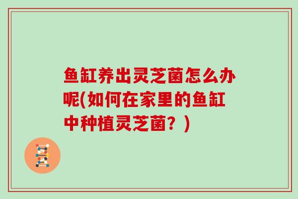 鱼缸养出灵芝菌怎么办呢(如何在家里的鱼缸中种植灵芝菌？)