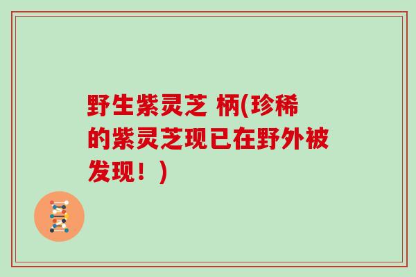 野生紫灵芝 柄(珍稀的紫灵芝现已在野外被发现！)