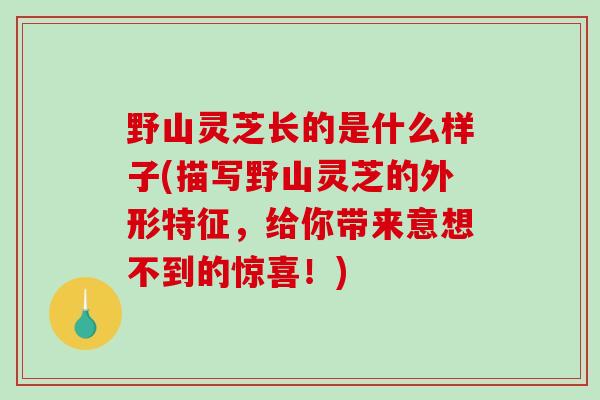 野山灵芝长的是什么样子(描写野山灵芝的外形特征，给你带来意想不到的惊喜！)