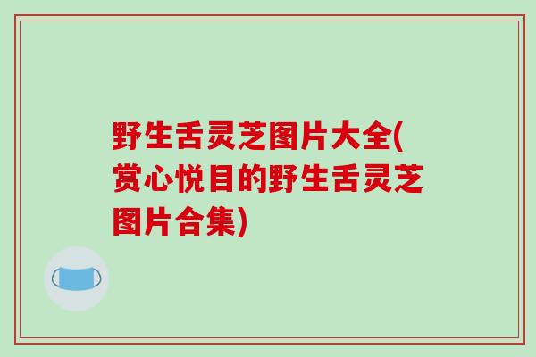 野生舌灵芝图片大全(赏心悦目的野生舌灵芝图片合集)