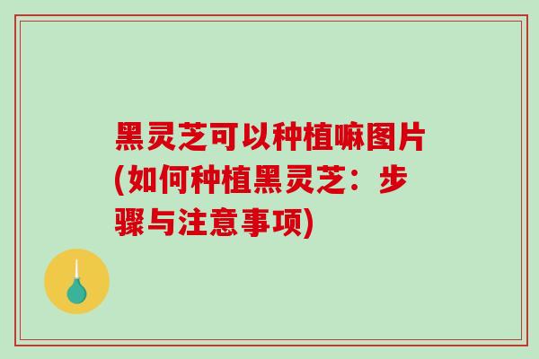 黑灵芝可以种植嘛图片(如何种植黑灵芝：步骤与注意事项)