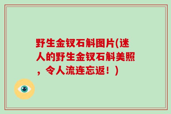 野生金钗石斛图片(迷人的野生金钗石斛美照，令人流连忘返！)