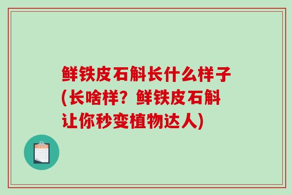 鲜铁皮石斛长什么样子(长啥样？鲜铁皮石斛让你秒变植物达人)