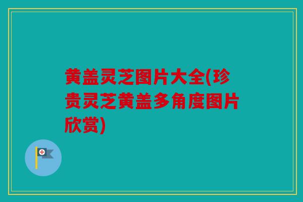 黄盖灵芝图片大全(珍贵灵芝黄盖多角度图片欣赏)
