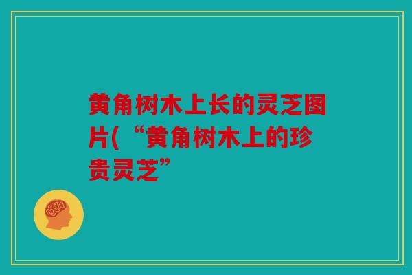 黄角树木上长的灵芝图片(“黄角树木上的珍贵灵芝”