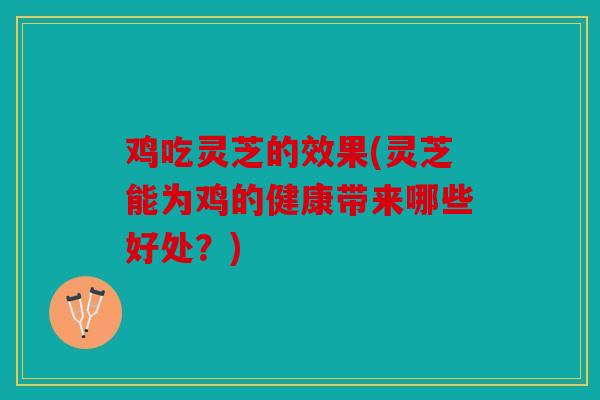 鸡吃灵芝的效果(灵芝能为鸡的健康带来哪些好处？)