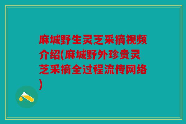 麻城野生灵芝采摘视频介绍(麻城野外珍贵灵芝采摘全过程流传网络)
