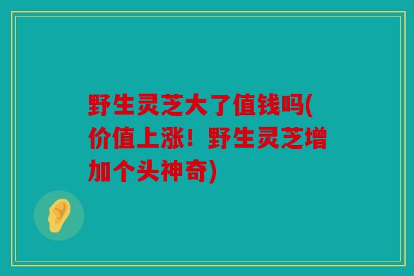 野生灵芝大了值钱吗(价值上涨！野生灵芝增加个头神奇)