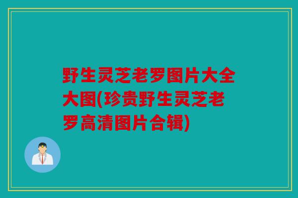 野生灵芝老罗图片大全大图(珍贵野生灵芝老罗高清图片合辑)