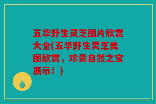 五华野生灵芝图片欣赏大全(五华野生灵芝美图欣赏，珍贵自然之宝展示！)