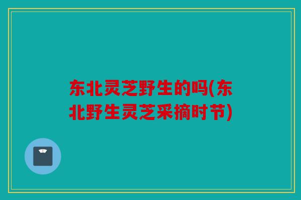 东北灵芝野生的吗(东北野生灵芝采摘时节)