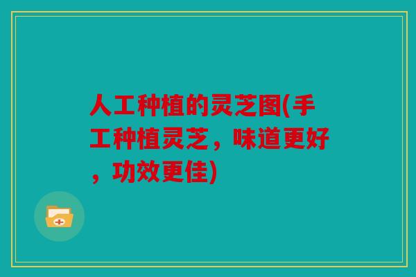 人工种植的灵芝图(手工种植灵芝，味道更好，功效更佳)