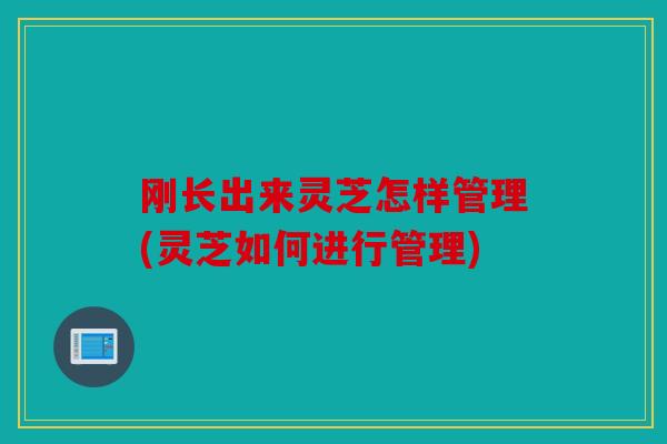 刚长出来灵芝怎样管理(灵芝如何进行管理)