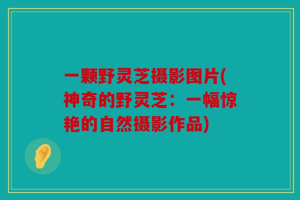 一颗野灵芝摄影图片(神奇的野灵芝：一幅惊艳的自然摄影作品)