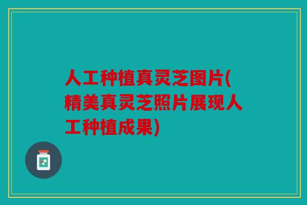 人工种植真灵芝图片(精美真灵芝照片展现人工种植成果)