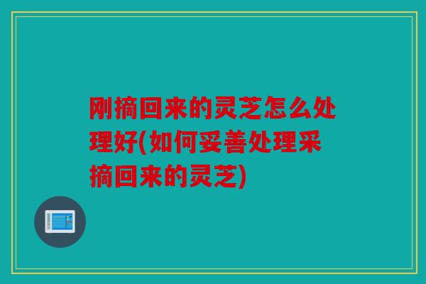 刚摘回来的灵芝怎么处理好(如何妥善处理采摘回来的灵芝)
