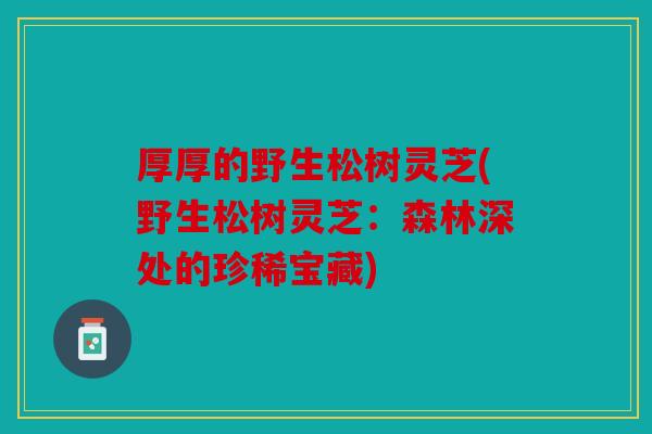 厚厚的野生松树灵芝(野生松树灵芝：森林深处的珍稀宝藏)