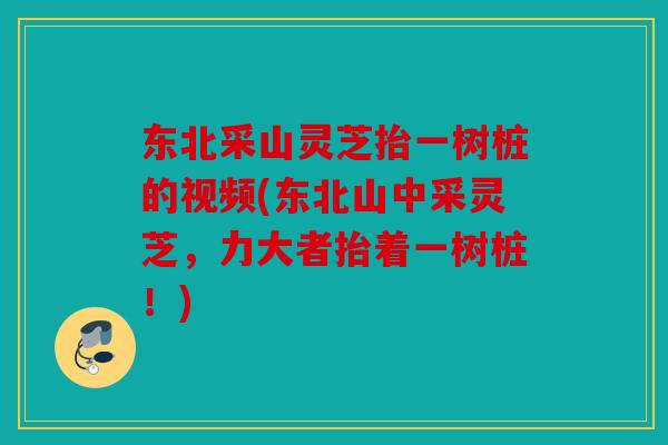 东北采山灵芝抬一树桩的视频(东北山中采灵芝，力大者抬着一树桩！)