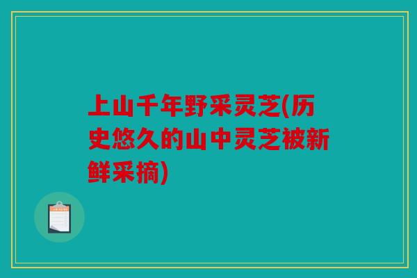 上山千年野采灵芝(历史悠久的山中灵芝被新鲜采摘)