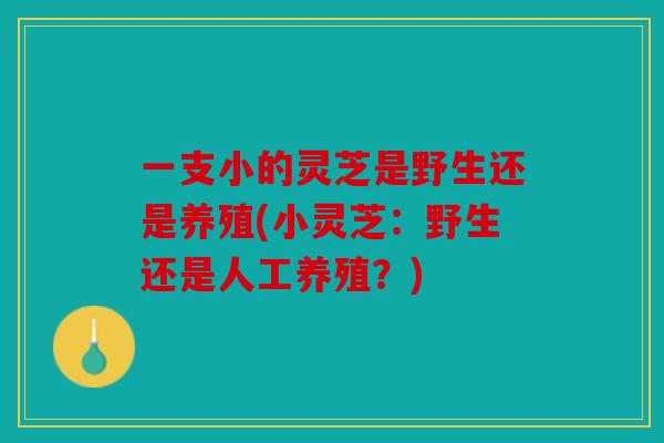 一支小的灵芝是野生还是养殖(小灵芝：野生还是人工养殖？)
